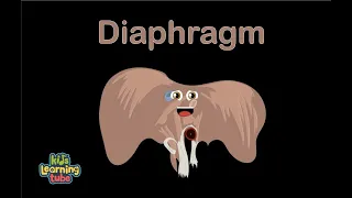 Human Body /Diaphragm Song