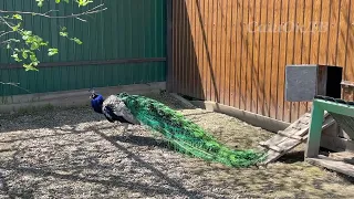 Павлин и его хвост... Peacock and his tail...
