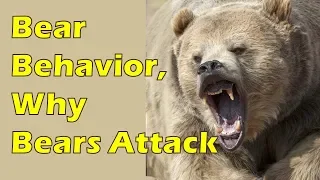 Bear Safety Part 1: Bear Behavior & Why Bears Attack