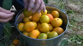 В Абхазии начался сбор мандаринов