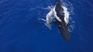 Pitcairn Island DJI drone video of Mother & Baby Humpback whales