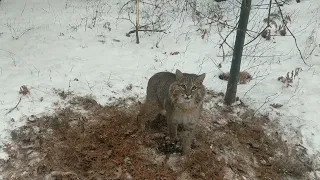 Michigan bobcat trapping