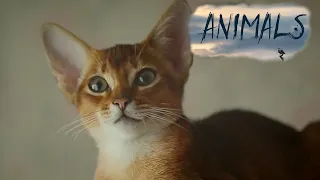 Domestic Abyssinian cat.Animals Of The World.Domestic and Wild Animals.Animal world.HD