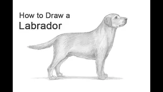 How to Draw a Dog (Labrador Retriever)