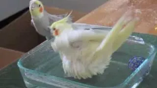 Cockatiel Bath Time!