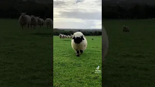 Funny sheep videos