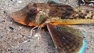 © 'Пять самых красивых рыб Черного моря' // Five most beautiful Black Sea fish