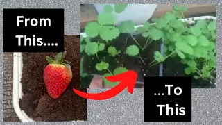 How to GROW STRAWBERRY PLANTS from GROCERY STORE Strawberries