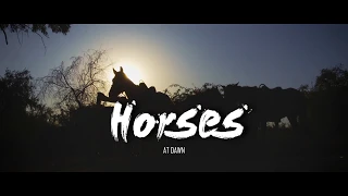 Horses at dawn