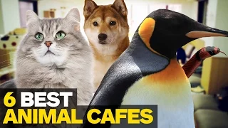 6 Best Animal Cafes in Tokyo
