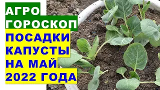 Агрогороскоп посадки капусты в мае 2022 года