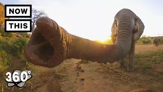 Visit a Baby Elephant Orphanage in Kenya | Unframed by Gear 360 | NowThis