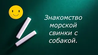 Знакомство морской свинки с собакой.