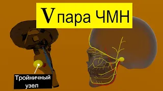 Тройничный нерв за 3 минуты | Путь от мозга (схематично)| Medanatfarm