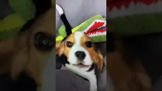 7 week old beagle puppy Barking for the first time