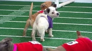 Super Bowl 2013 Inspires Puppy Bowl: Sneak Peek at Doggie Football Event