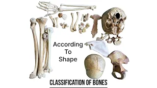 Classification of bones according to shape | human anatomy | Foziya Vohra & Mukta Nivedita
