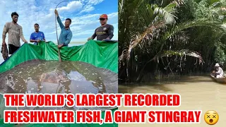 The world's largest recorded freshwater fish, a giant stingray,in the Mekong River in Cambodia