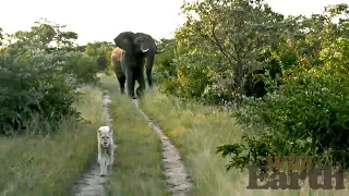 WildEarth - Sunset Safari - 5 April 2020