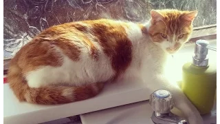 Three Legged Cat - Bathroom Problems
