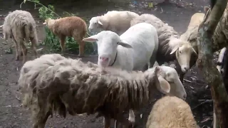 Sheep on my Backyard, Pasto ng Tupa ll Judith Avila Live Stream