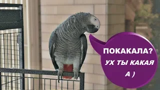 ЖАКО ПЕТРУНЯ ПОКАКАЛА И ЕЩЕ СМЕЕТСЯ😂ВАЙНЫ😎FUNNY VIDEO WITH ANIMALS🤪VINES