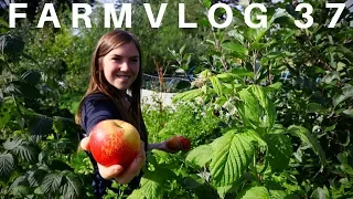 FOREST GARDEN HEDGEROWS | Our take on the PERMACULTURE ORCHARD | FARMVLOG 37