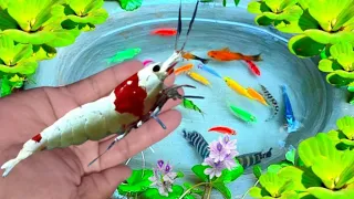 Find Crayfish in Super Colorful Eggs, Comet, Catfish, Strange Fish, Super Beautiful Fish #8
