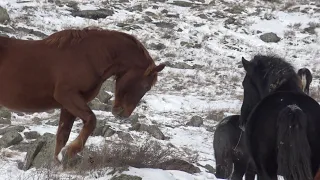 Жеребцы выяснили отношения