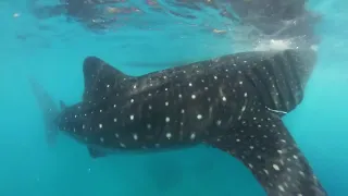 Swimming with Whale Sharks - Oslob, Cebu