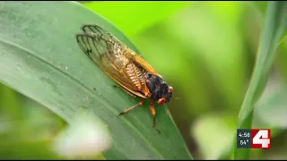 What you need to know about this summer’s cicada boom