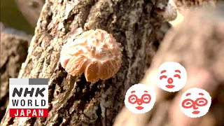 Planting Shiitake Mushrooms - Nun's Cookbook