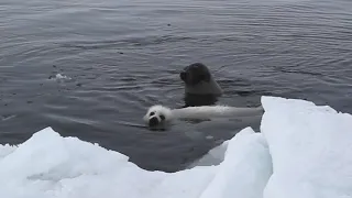 アザラシの赤ちゃん、初めての泳ぎの練習