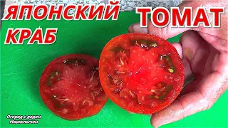 ТОМАТ ЯПОНСКИЙ КРАБ. Очень вкусный сорт.