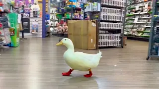 I took my duck to GameStop