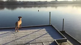 Toby the Fox Red Labrador Puppy - First time on the Jetty