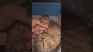 1 day old kitten hisses at me