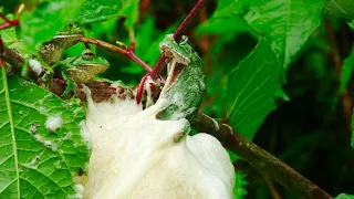 Frog Mating Foam Party | 4K UHD | Japan: Earth's Enchanted Islands | BBC Earth