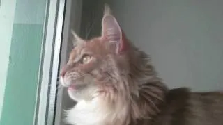 Maine Coon cat chatters at birds