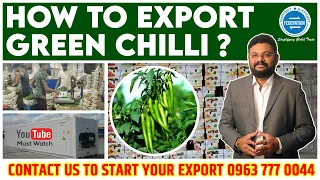 How to export Green Chilli to Dubai? How to start vegetable export? Learn India to Dubai export