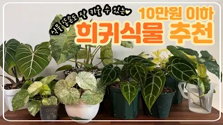 10만원 이하, 입문용 희귀식물 6종 추천!