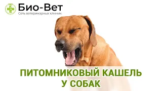 Питомниковый кашель у собак. Ветеринарная клиника Био-Вет.