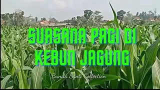 Suasana Pagi I di Kebun Jagung Menyegarkan