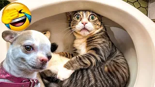 YOU LAUGH YOU LOSE🥰Best Funny Animals Video 2024😽🐶