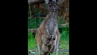 Catch and Cook  Kangaroo