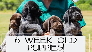 Puppy Microchips & Vaccines - Breezy Week 6 Pupdate