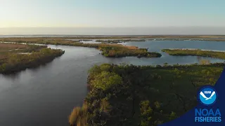 Witness Restoration - Upper Barataria Marsh Creation