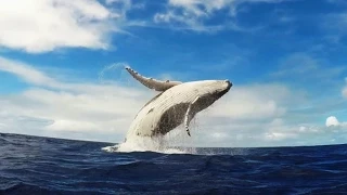 GoPro: Humpback Whale Breach - Mother & Calf