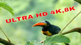 4k only, BREATHTAKING COLORS OF NATURE IN 8K | 8K BEAUTIFUL NATURE - RELAXATION MUSIC 8K FUHD