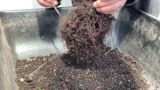 11 Dawn Redwoods get root pruned and potted.  3-Apr-2023